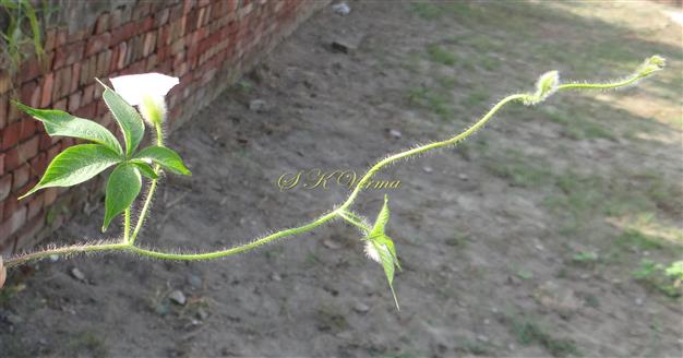  Flowering shoot